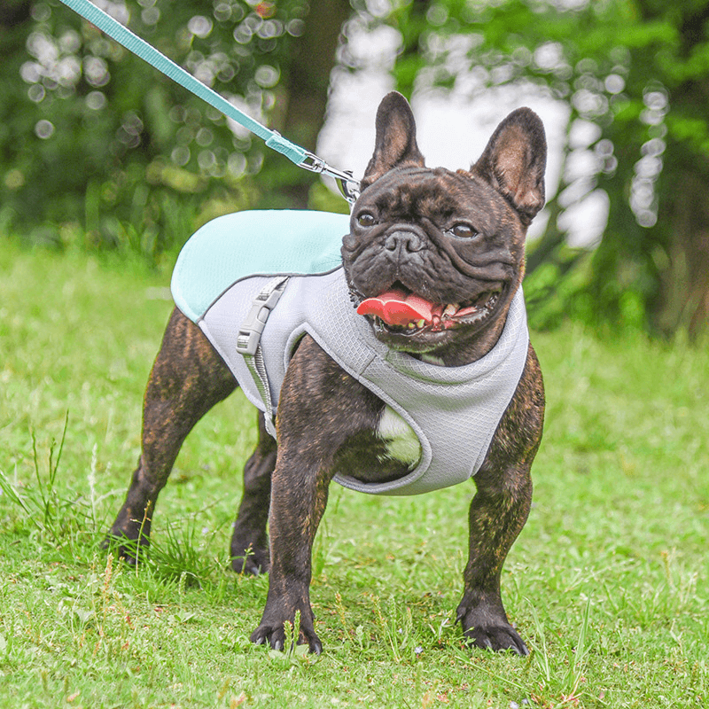 Kylväst för Hund – Reflekterande och Justerbar Hundsele med Trelagers Kylsystem för Sommardagar