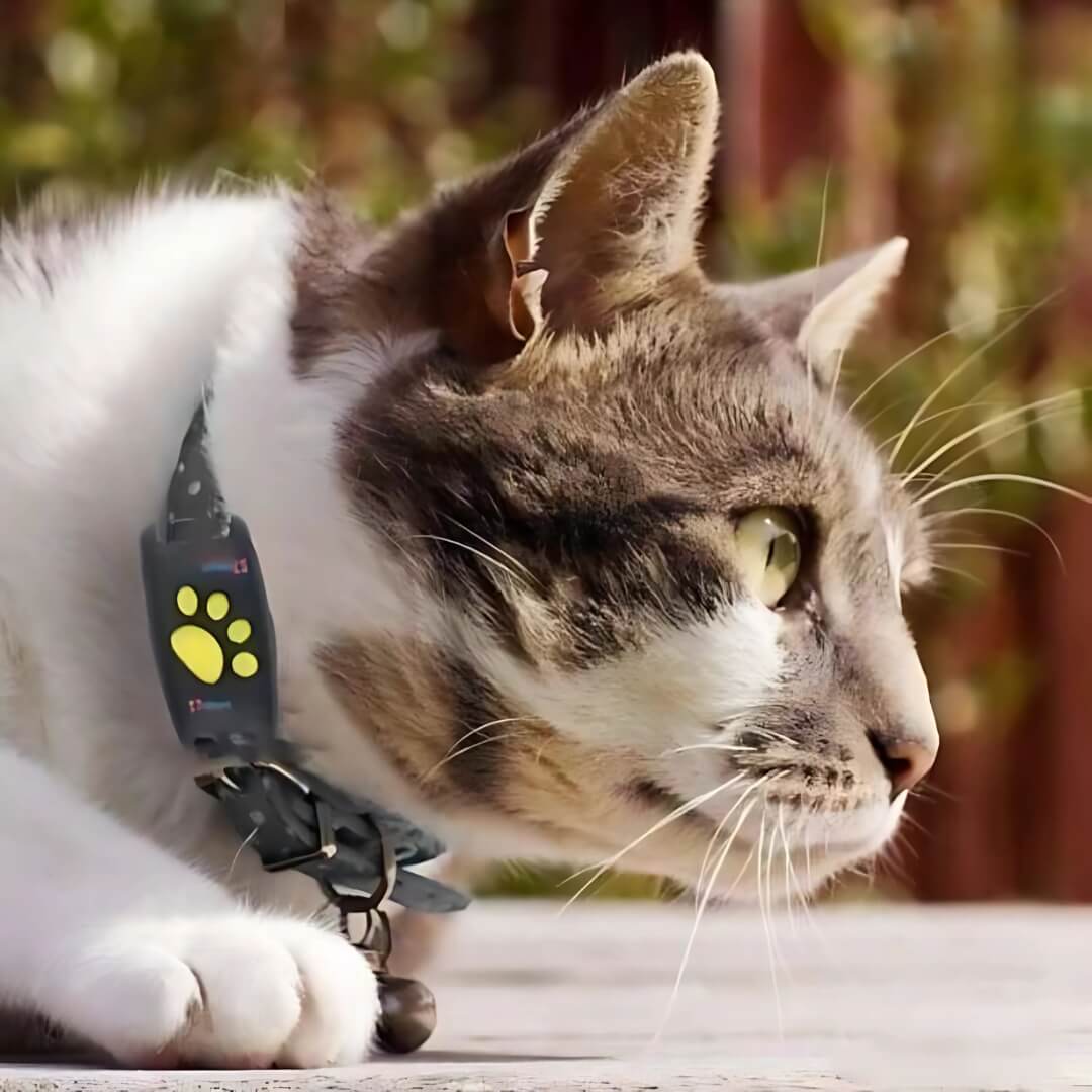 FindMyCat GPS Tracker för Katter – Vattentät, Lätt & Ingen Månadsavgift med Appaviseringar i Realtid