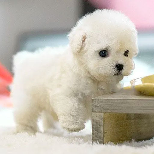 Buddy Robot Hundvalp – Interaktiv Leksakshund med Smarta Funktioner